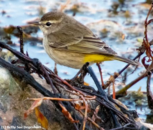 Missing Image: i_0010.jpg - Yellow-Rumped-Warbler