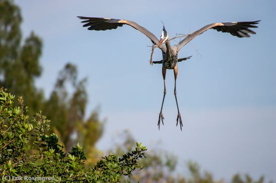 Missing Image: i_0011.jpg - Nest-prize-Great-Blue-Heron