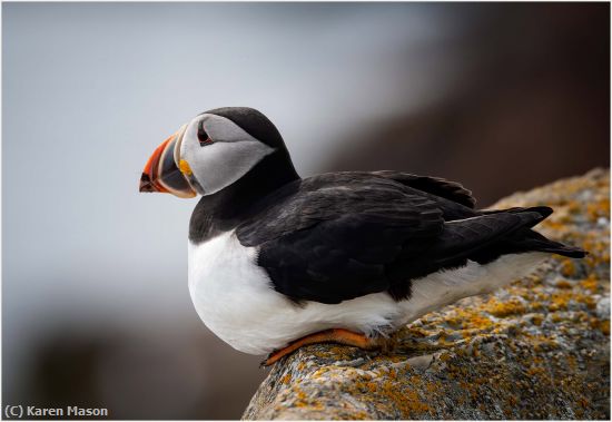 Missing Image: i_0012.jpg - PuffinDoinNuffin