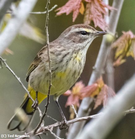 Missing Image: i_0016.jpg - palm warbler