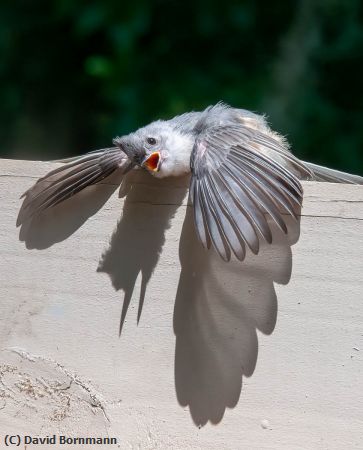 Missing Image: i_0026.jpg - Titmouse