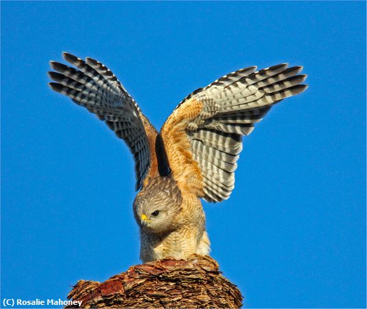Missing Image: i_0029.jpg - Wings Up