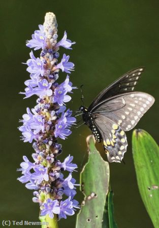 Missing Image: i_0030.jpg - butterly at bok tower