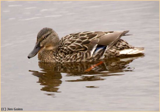 Missing Image: i_0031.jpg - Loch-Lomond-Duck