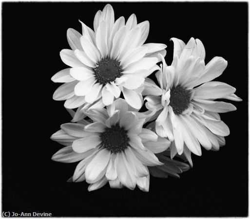 Missing Image: i_0066.jpg - White Daisy's