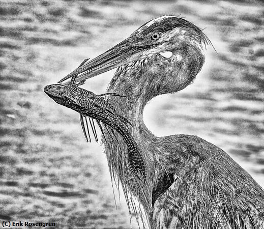 Missing Image: i_0072.jpg - My-prize-Great-Blue-Heron