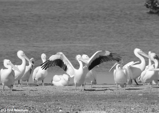 Missing Image: i_0077.jpg - winged majesty