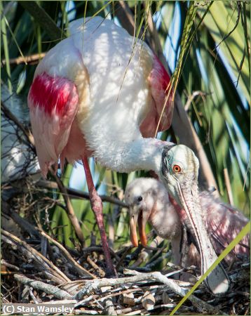 Missing Image: i_0001.jpg - Spoonbill-Nest