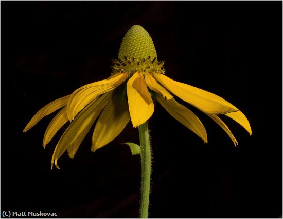 Missing Image: i_0003.jpg - Coneflower