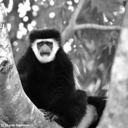 Missing Image: i_0007.jpg - HeyColobus