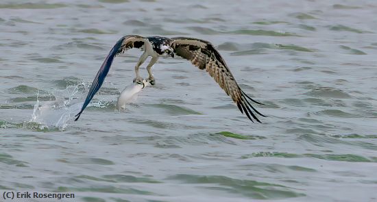 Missing Image: i_0017.jpg - Catch-of-the-day-Osprey