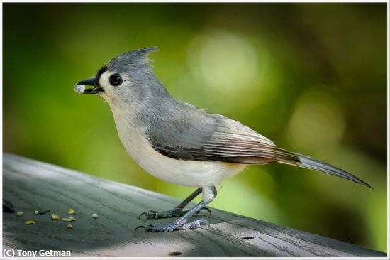 Missing Image: i_0019.jpg - Tufted Titmouse