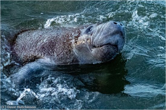 Missing Image: i_0020.jpg - Manatee Up for Air