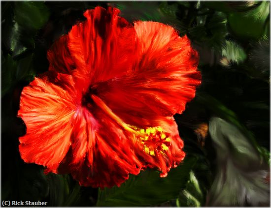 Missing Image: i_0027.jpg - Red Hibiscus Flower