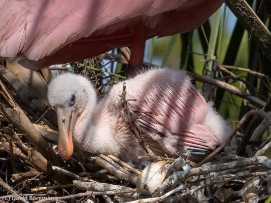 Missing Image: i_0028.jpg - Spoonbill Chick