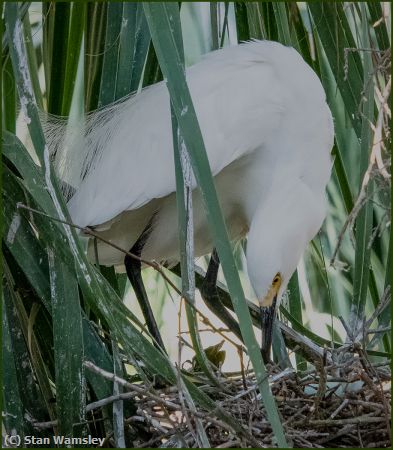 Missing Image: i_0030.jpg - Watching-The-Nest