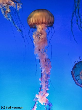 Missing Image: i_0031.jpg - floating jellyfish