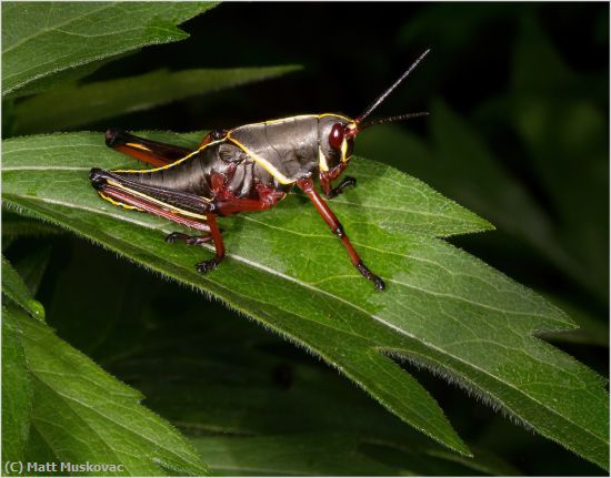 Missing Image: i_0035.jpg - Grasshopper