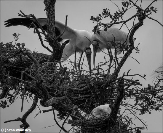 Missing Image: i_0061.jpg - Nest-Construction