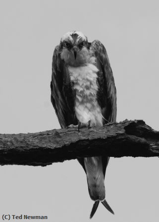 Missing Image: i_0064.jpg - osprey staring back