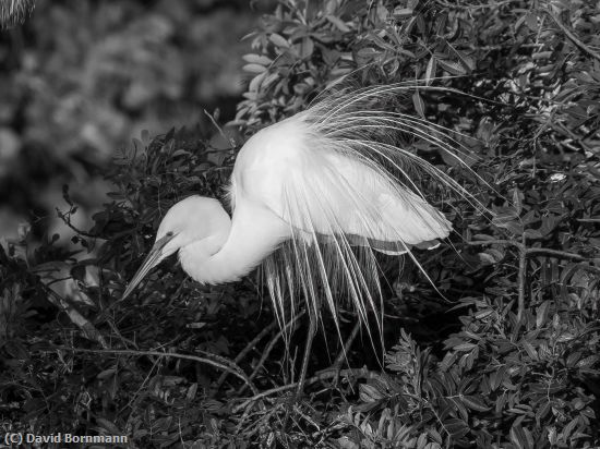 Missing Image: i_0065.jpg - Great Egret
