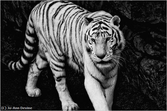 Missing Image: i_0073.jpg - Big Cat