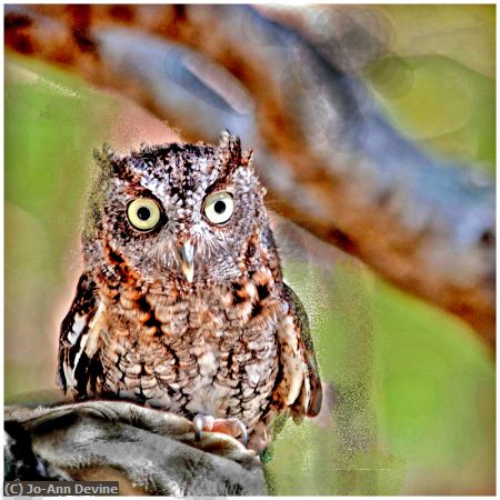 Missing Image: i_0019.jpg - Screech Owl