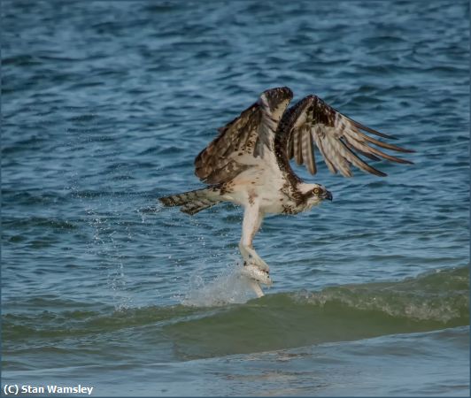 Missing Image: i_0001.jpg - Osprey-Surf-Fishing2