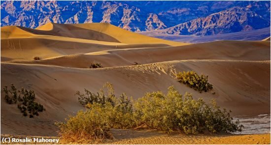 Missing Image: i_0015.jpg - Golden Light on the Dunes