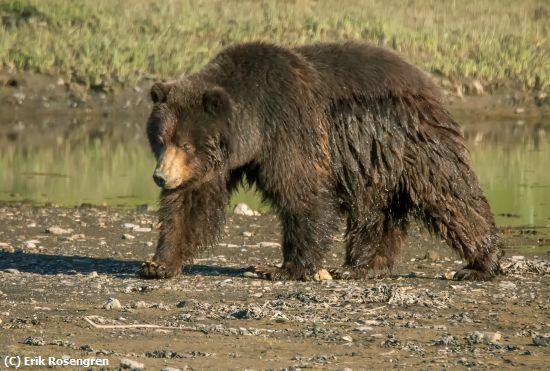 Missing Image: i_0017.jpg - Cooled off now-Brown Bear