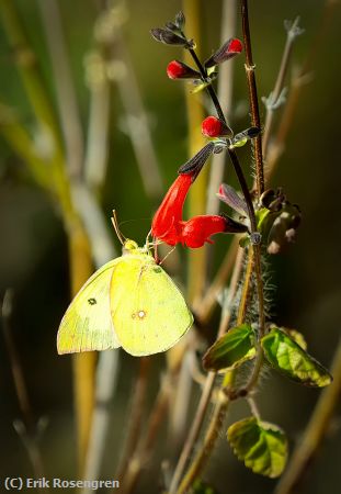 Missing Image: i_0021.jpg - Southern-Dogface-Butterfly-removing-