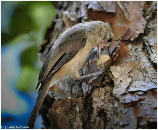 Missing Image: i_0025.jpg - Bird Finding Lunch