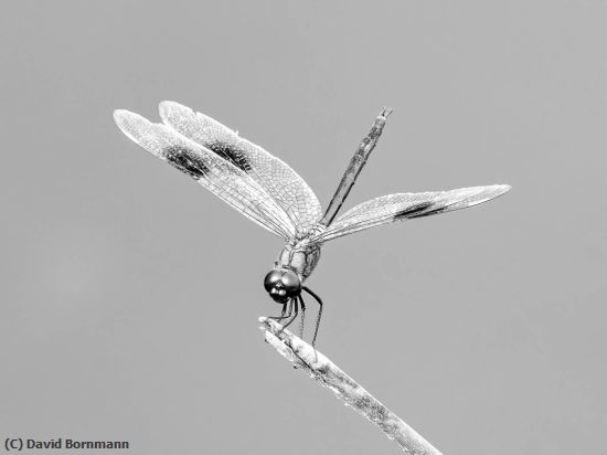 Missing Image: i_0059.jpg - Dragon Fly