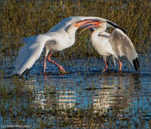 Missing Image: i_0003.jpg - Ibis-Dancing-Beak-To-Beak