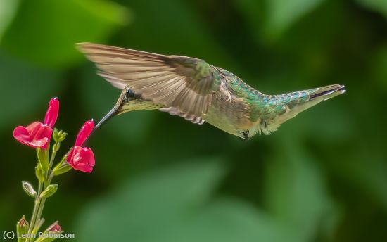 Missing Image: i_0008.jpg - Hummingbird