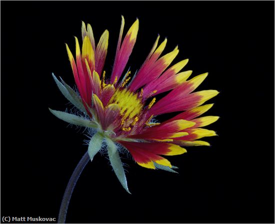Missing Image: i_0010.jpg - Blanket Flower