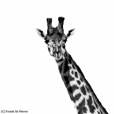 Missing Image: i_0061.jpg - Tall