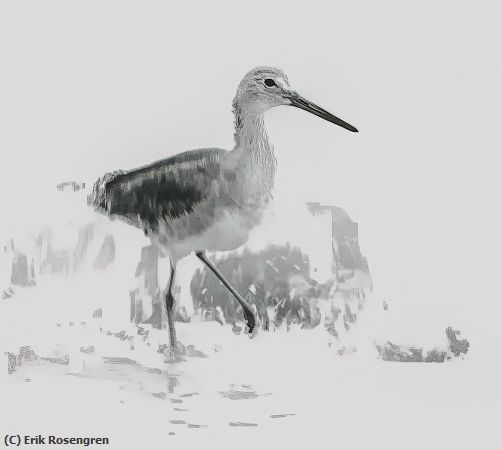 Missing Image: i_0065.jpg - Willet-walk