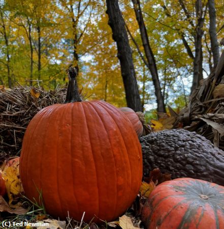 Missing Image: i_0005.jpg - happy halloween