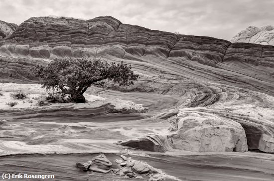 Missing Image: i_0066.jpg - Lone-tree-in-White-Pockets