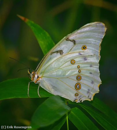 Missing Image: i_0014.jpg - Gold-ring-butterfly