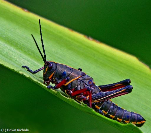 Missing Image: i_0047.jpg - A Grasshopper Eats