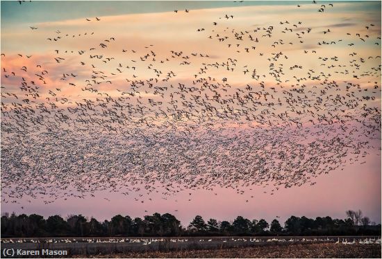 Missing Image: i_0010.jpg - CloudOfSnowGeese