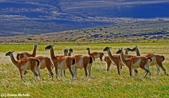 Missing Image: i_0012.jpg - Guanacos On The Plain