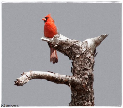 Missing Image: i_0017.jpg - Cardinal