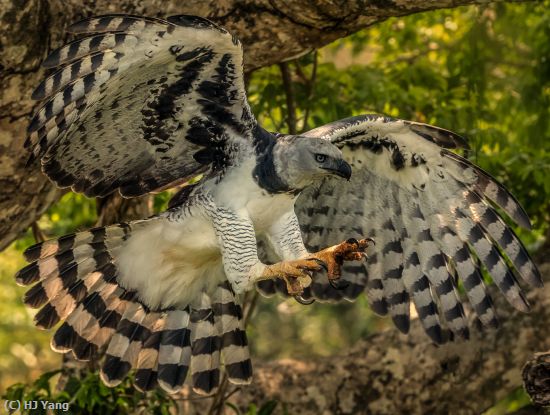 Missing Image: i_0022.jpg - Harpy eagle