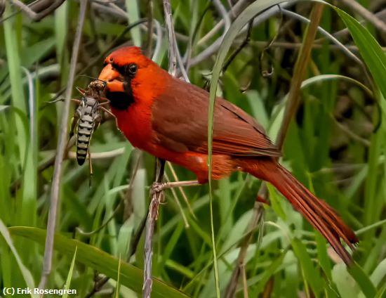 Missing Image: i_0024.jpg - Cardinals-catch