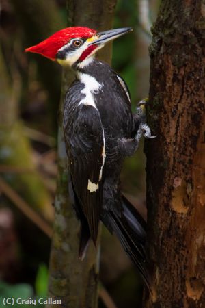 Missing Image: i_0027.jpg - Pileated Woodpecker