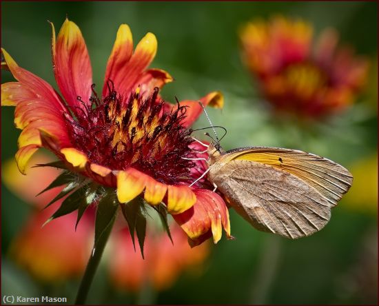 Missing Image: i_0032.jpg - Skipper