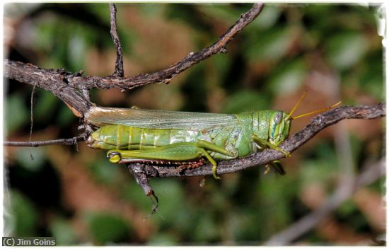 Missing Image: i_0033.jpg - Grass Hopper